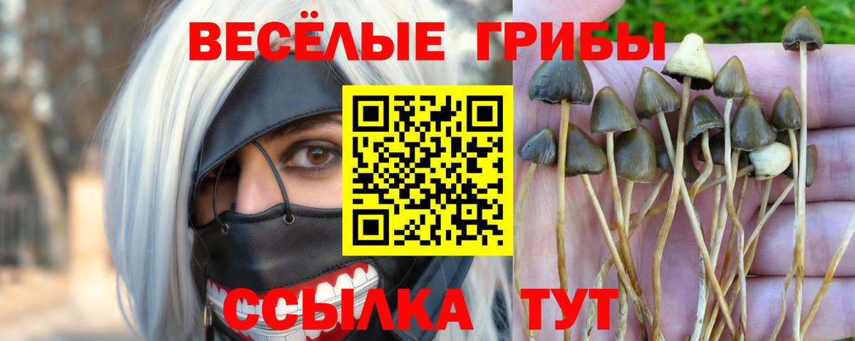 Галлюциногенные грибы Cubensis Касимов